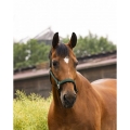 equitheme-air-halter (14).jpg