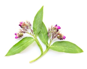 Żywokost lekarski EQUIHERBS 1kg