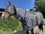 START-derka-siatkowa-Zebra