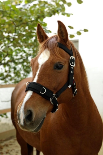 Covalliero-Nylon-Kawecan