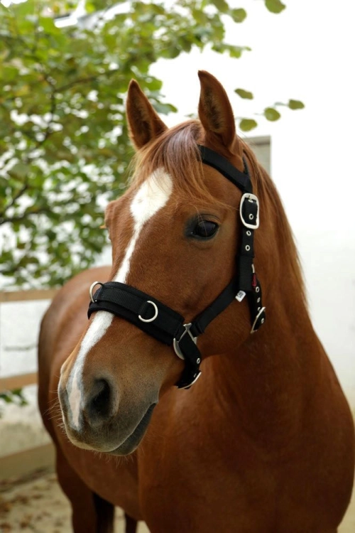 Covalliero-Nylon-Kawecan