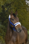 Norton-Kantar-Mouton-Synthetique-Doux