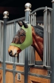 maska-przeciw-owadom-horze-soft-stretch