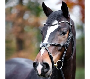 Ogłowie meksykańskie  Kavalkade  "Lucia"