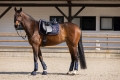 Czaprak-HKM-Equine-Sports-Style-granatowy