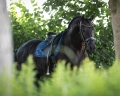 Czaprak-ujeżdżeniowy-QHP-Lily-AW2022-navy