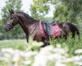 Czaprak-ujeżdżeniowy-QHP-Lily-AW2022-burgundy