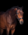 PresTeq-oglowie-anatomiczne-FaySport-Glitter