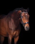 PresTeq-oglowie-anatomiczne-FaySport-Glitter