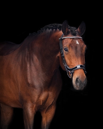 PresTeq-oglowie-anatomiczne-FaySport-Glitter