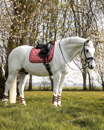 Czaprak-QHP-Classy