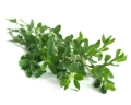 rdest-ptasi-equiherbs.jpg