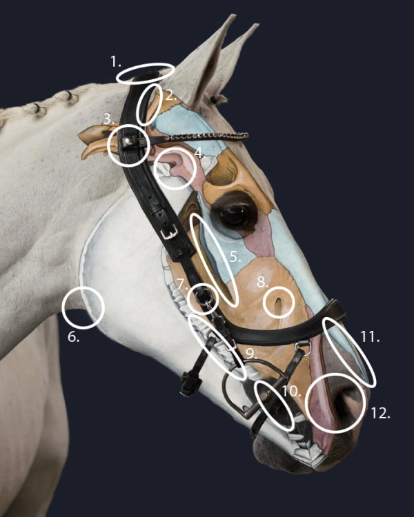 PresTeq-oglowie-anatomiczne-FaySport-Glitter