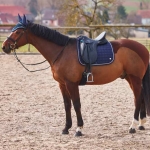czaprak-ujezdzeniowy-b-vertigo-zurich