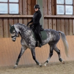 czaprak-wszechstronny-horze-adepto