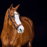 Ogłowie anatomiczne Horze "Positano"