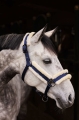 kantar-horze-marquess