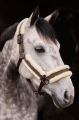kantar-horze-marquess