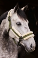 kantar-horze-marquess