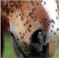plyn-na-owady-animaderm-derfly