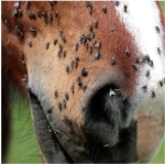 plyn-na-owady-animaderm-derfly
