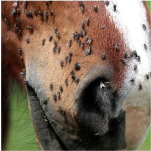 plyn-na-owady-animaderm-derfly