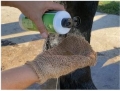 szampon-na-problemy-skorne-animaderm-tea-tree