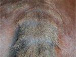 szampon-na-problemy-skorne-animaderm-tea-tree