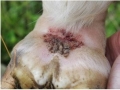 szampon-na-problemy-skorne-animaderm-tea-tree