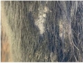 szampon-na-problemy-skorne-animaderm-tea-tree