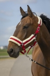 equitheme-nylon-mouton-headcollar (1).jpg