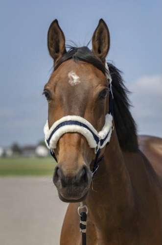 equitheme-nylon-mouton-headcollar (2).jpg