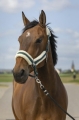 equitheme-nylon-mouton-headcollar (3).jpg