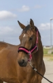 equitheme-nylon-mouton-headcollar (4).jpg