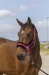 equitheme-nylon-mouton-headcollar (4).jpg
