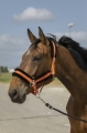 equitheme-nylon-mouton-headcollar (5).jpg