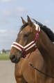 equitheme-nylon-mouton-headcollar (6).jpg