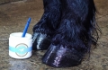olej-kopyt-scandia-cosmetics-wonder-hoof.JPG