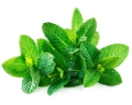 mieta-equiherbs