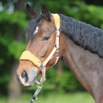 Kantar Kavalkade "Fleece"