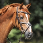 Ogłowie meksykańskie Kavalkade "Diandro"