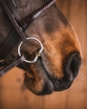 wedzidlo-fager-axel-sweet-gold