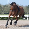 busse flex fit pas do lonzowania7.png
