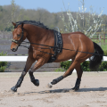 busse flex fit pas do lonzowania6.png