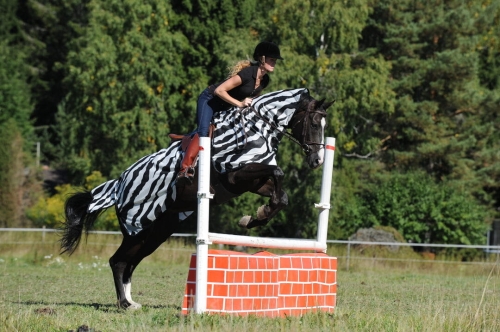 bucas-Buzz-Off-Riding-Zebra derka siatkowa do jazdy dla koni.jpg
