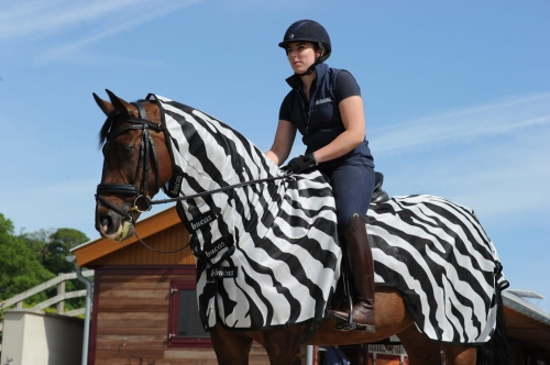 bucas-Buzz-Off-Riding-Zebra derka siatkowa dla koni.jpg