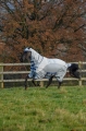bucas-Sweet-Itch-Light-X-big-neck-derka-egzemow.jpg