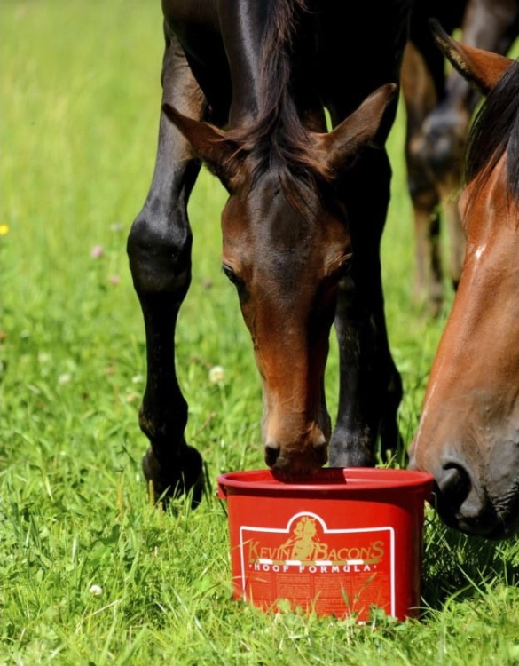 suplement-na-kopyta-kevin-bacons-hoof-formula
