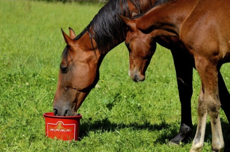 suplement-na-kopyta-kevin-bacons-hoof-formula