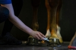 olej-do-kopyt-kevin-bacons-hoof-dressing